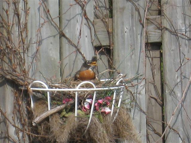  American ROBIN 